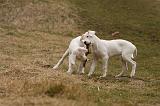 DOGUE ARGENTIN 196